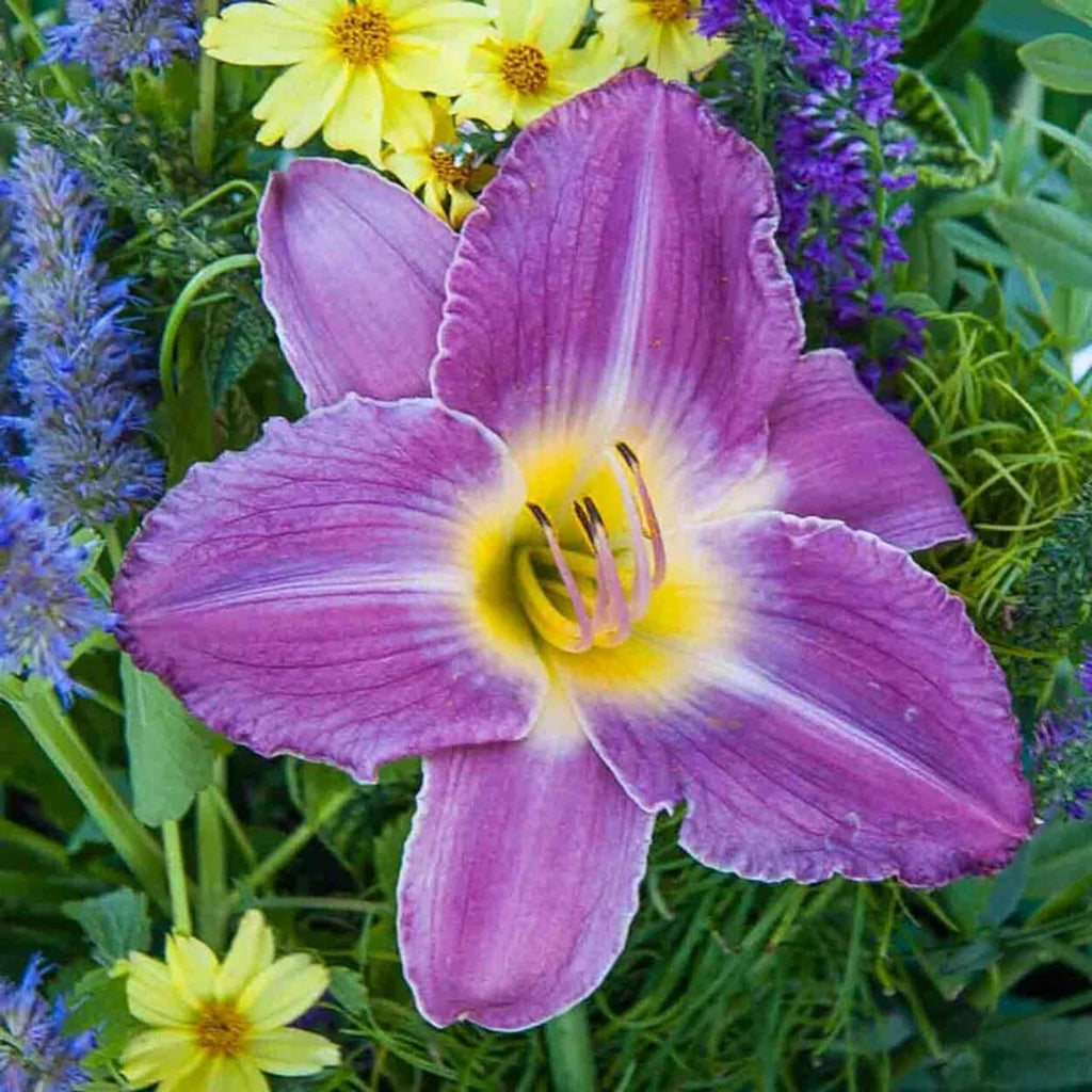 Blue Hemerocallis Daylily Seeds - Heirloom Flower Garden Seeds for Growing