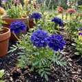 Blue Indigo Marigold Seeds - Heirloom Flower Garden Seeds for Growing