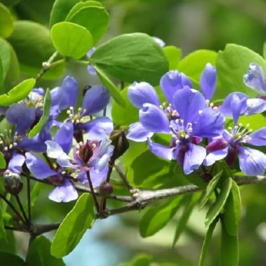 Blue Lignum Vitae Seeds - Heirloom Flower Garden Seeds for Growing