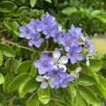 Blue Lignum Vitae Seeds - Heirloom Flower Garden Seeds for Growing