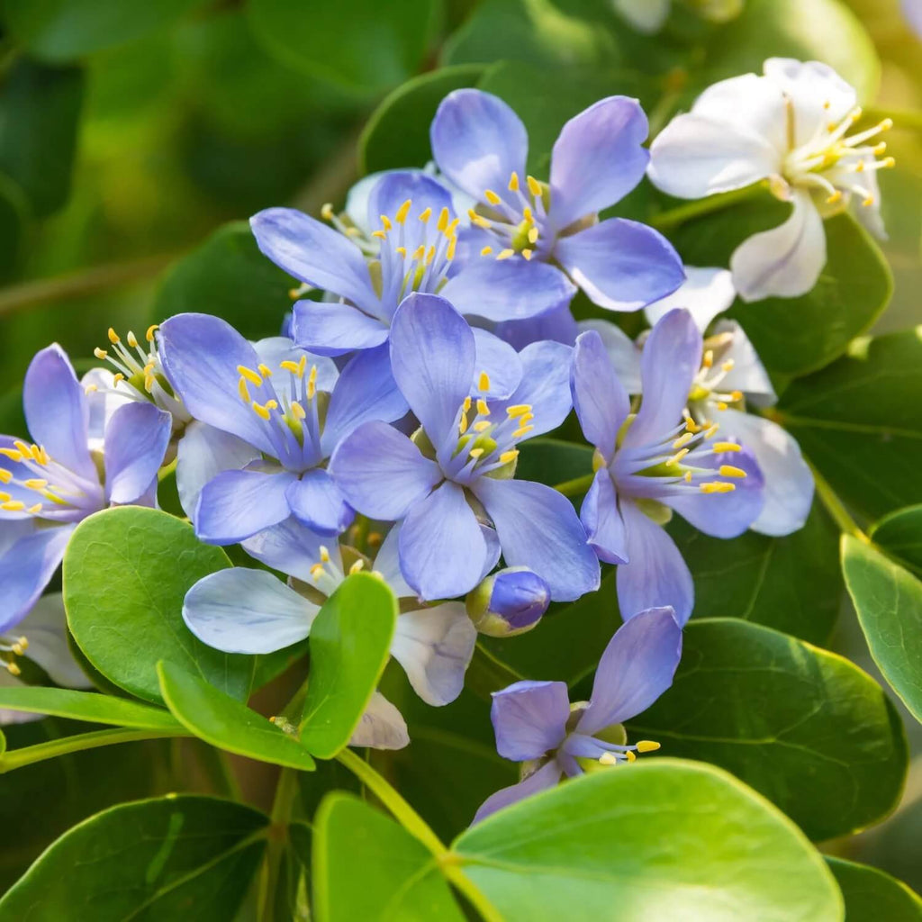 Blue Lignum Vitae Seeds - Heirloom Flower Garden Seeds for Growing