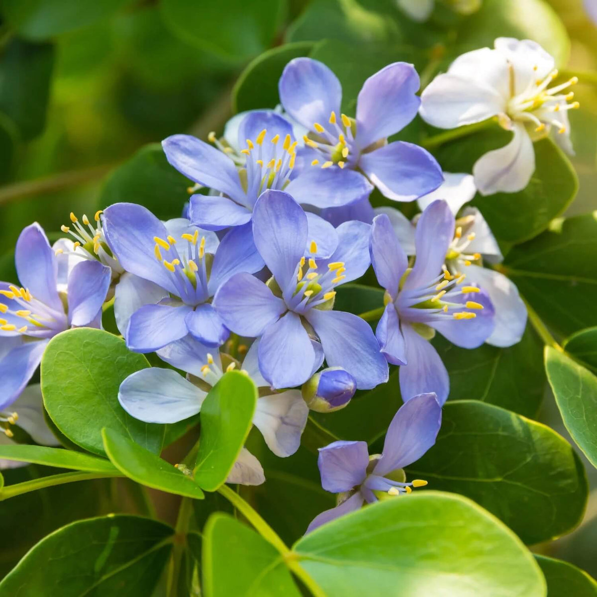 Blue Lignum Vitae Seeds - Heirloom Flower Garden Seeds for Growing