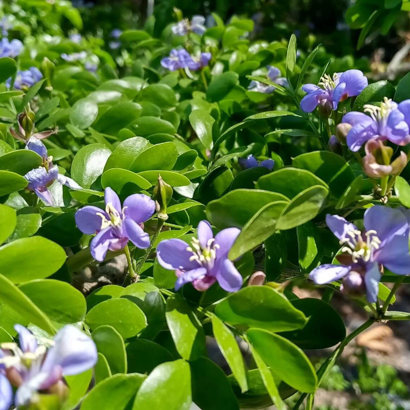 Blue Lignum Vitae Seeds - Heirloom Flower Garden Seeds for Growing
