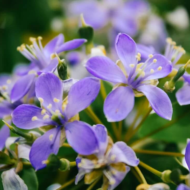 Blue Lignum Vitae Seeds - Heirloom Flower Garden Seeds for Growing