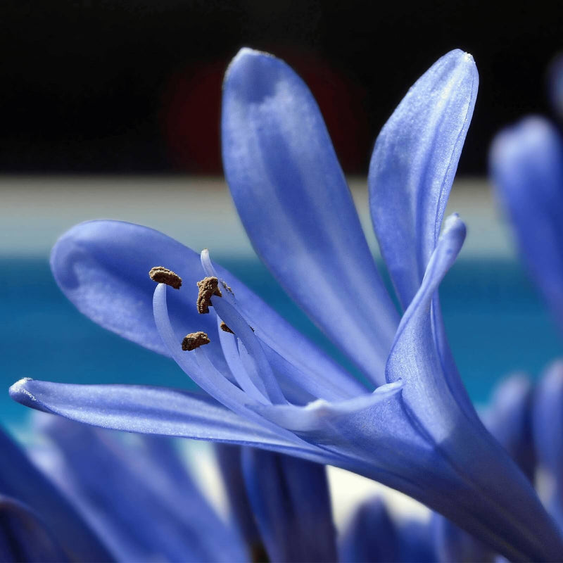 Blue Lily Seeds - Heirloom Flower Garden Seeds for Growing