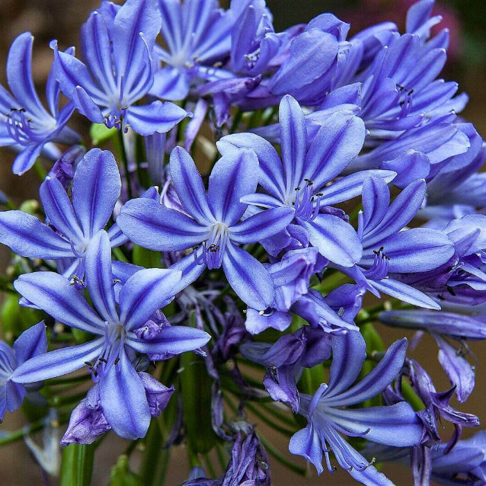 Blue Lily Seeds - Heirloom Flower Garden Seeds for Growing