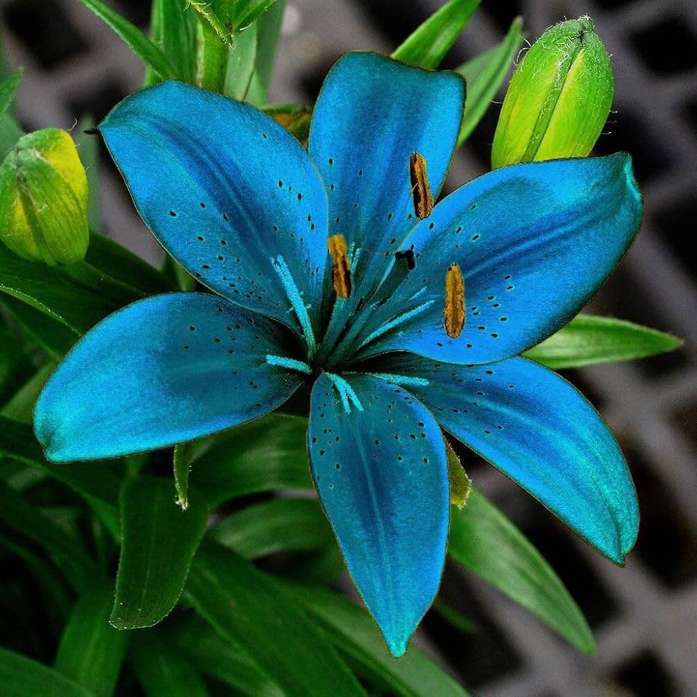 Blue Lily Seeds - Heirloom Flower Garden Seeds for Growing