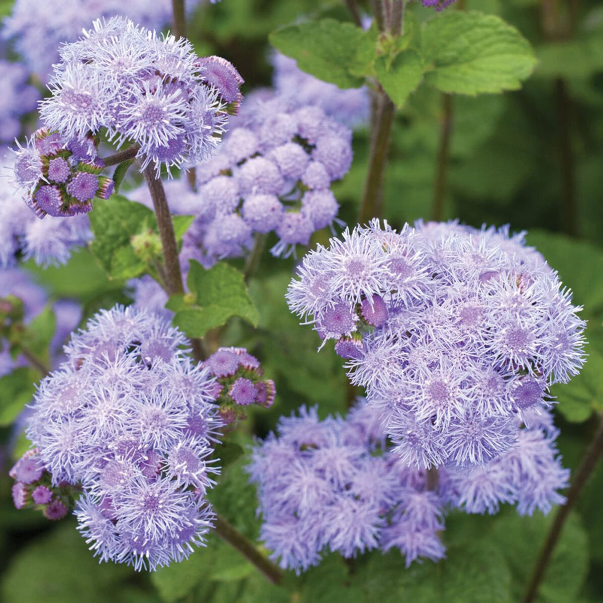 Blue Mistflower Seeds - Heirloom Flower Garden Seeds for Growing