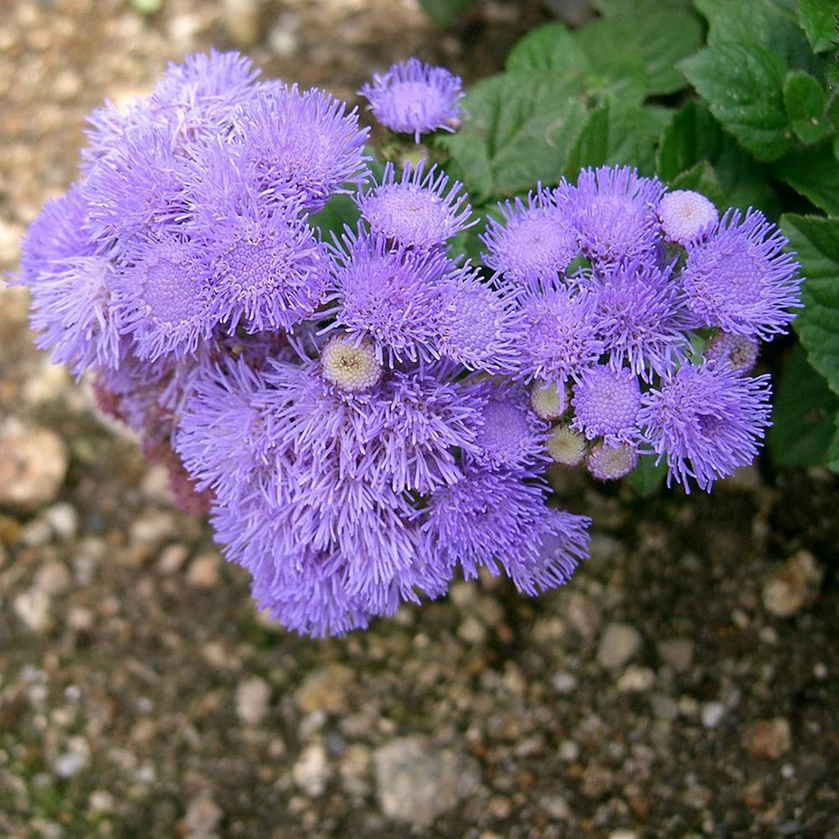 Blue Mistflower Seeds - Heirloom Flower Garden Seeds for Growing