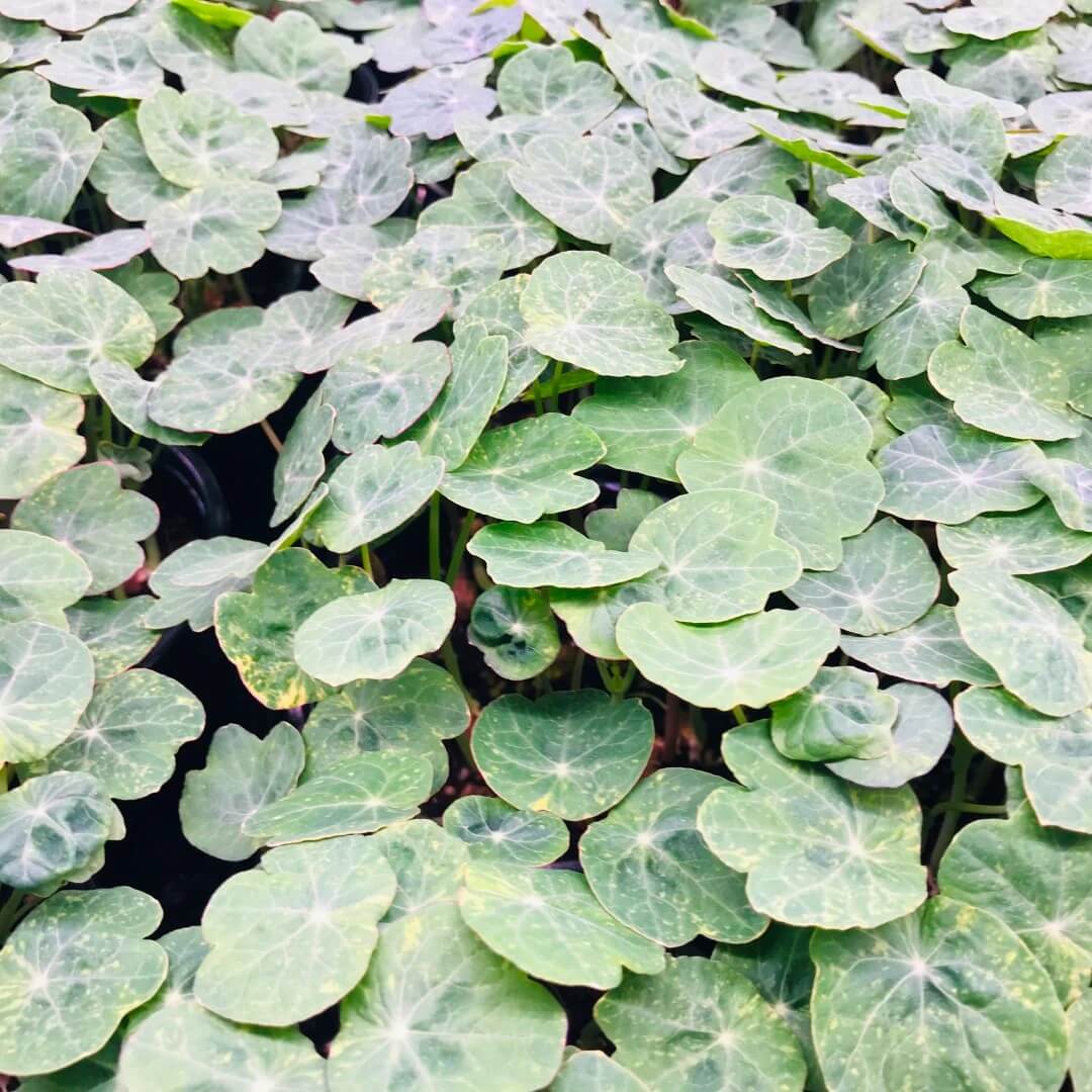 Blue Nasturtium Seeds - Heirloom Flower Garden Seeds for Growing