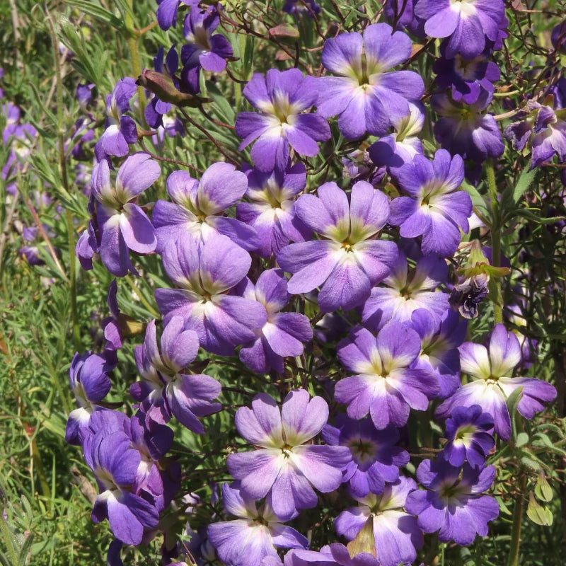 Blue Nasturtium Seeds - Heirloom Flower Garden Seeds for Growing