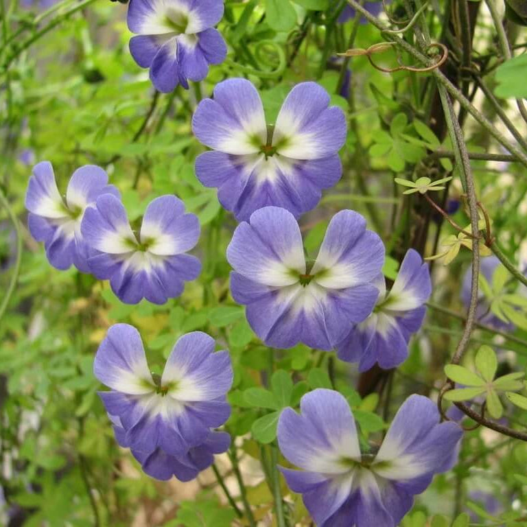 Blue Nasturtium Seeds - Heirloom Flower Garden Seeds for Growing