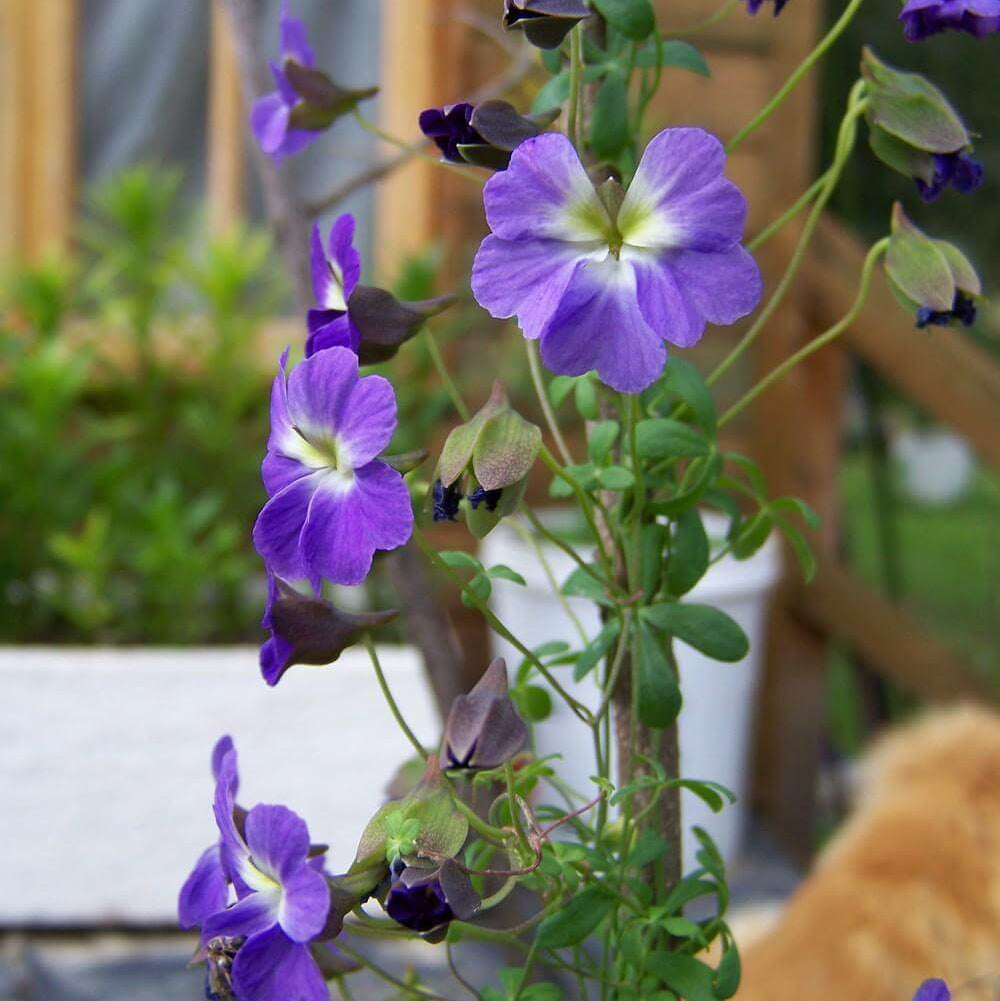 Blue Nasturtium Seeds - Heirloom Flower Garden Seeds for Growing