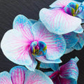 Blue & Pink Phalaenopsis Orchid Seeds -  Heirloom Flower Garden Seeds for Growing