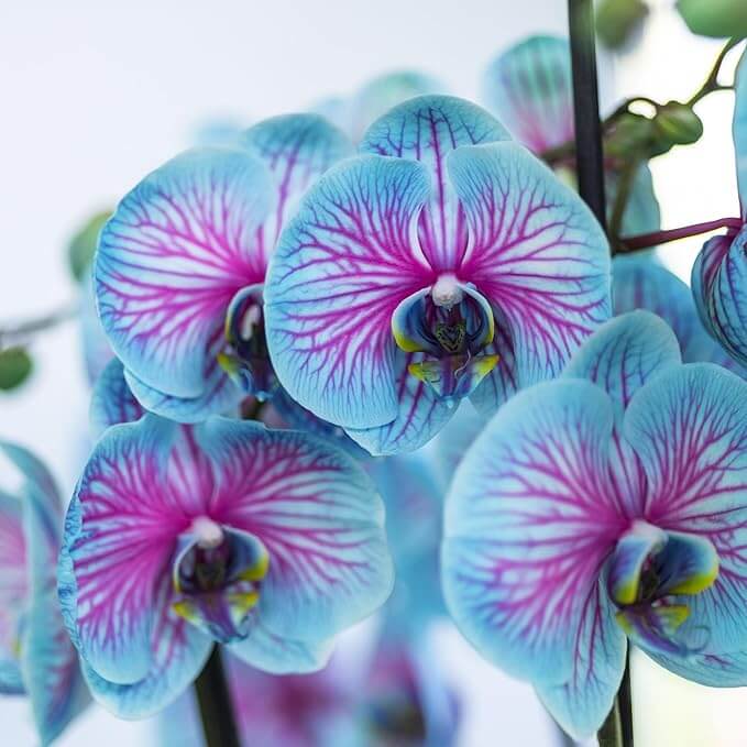 Blue & Pink Phalaenopsis Orchid Seeds -  Heirloom Flower Garden Seeds for Growing