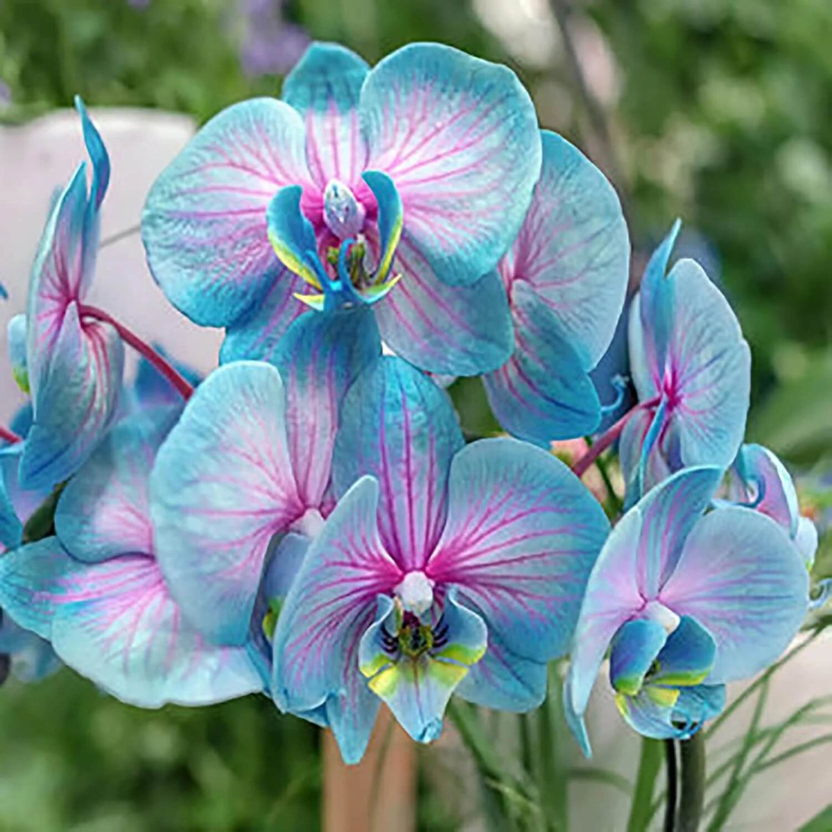 Blue & Pink Phalaenopsis Orchid Seeds -  Heirloom Flower Garden Seeds for Growing