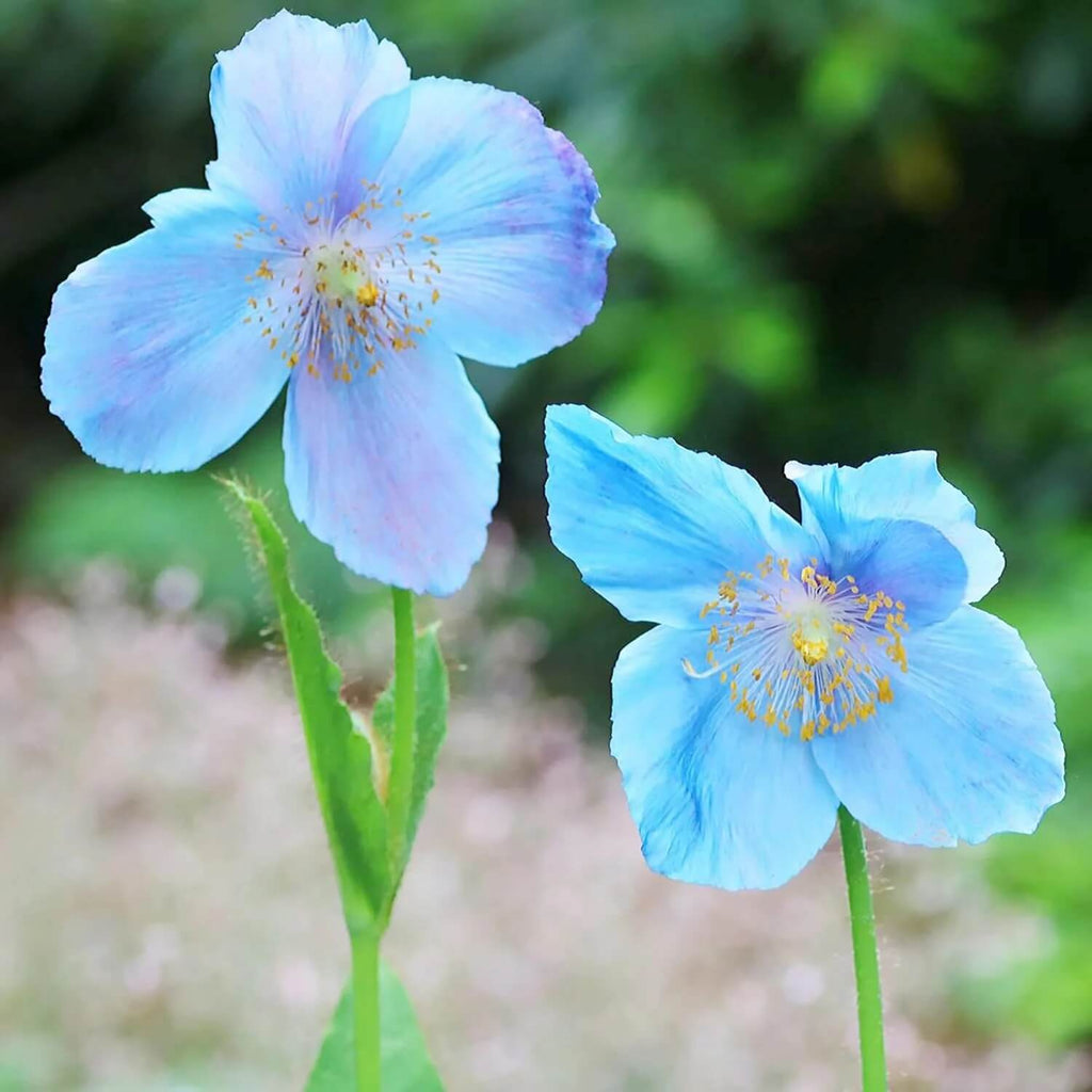 Blue Poppy Seeds - Heirloom Flower Garden Seeds for Growing