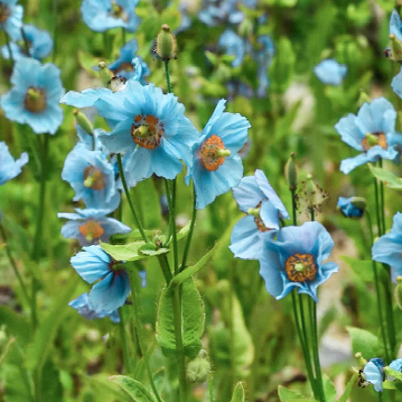 Blue Poppy Seeds - Heirloom Flower Garden Seeds for Growing