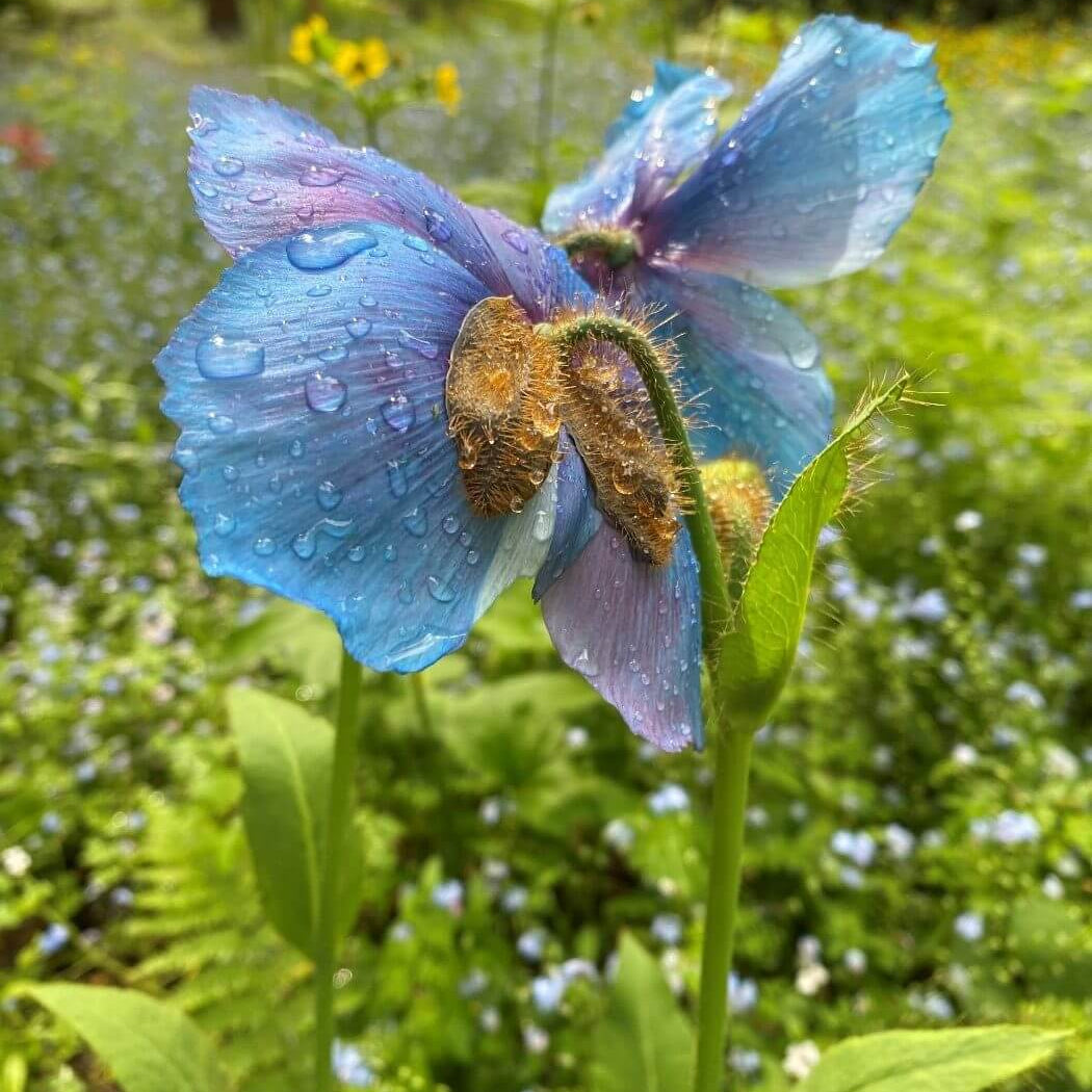 Blue Poppy Seeds - Heirloom Flower Garden Seeds for Growing