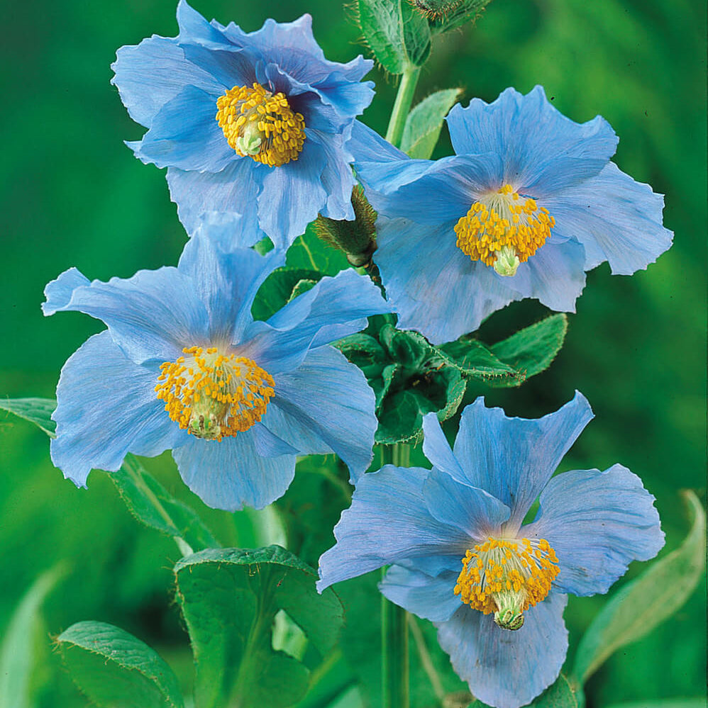 Blue Poppy Seeds - Heirloom Flower Garden Seeds for Growing