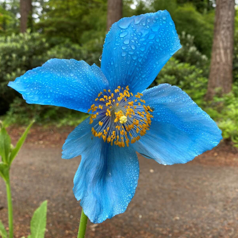 Blue Poppy Seeds - Heirloom Flower Garden Seeds for Growing