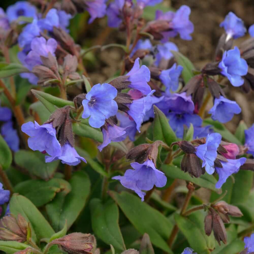 Blue Pulmonaria Lungwort Seeds - Heirloom Flower Garden Seeds for Growing