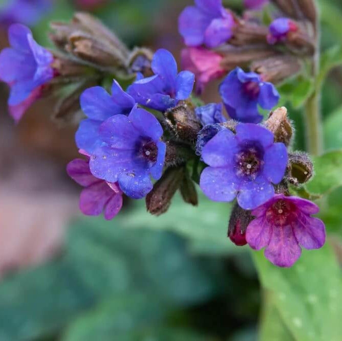 Blue Pulmonaria Lungwort Seeds - Heirloom Flower Garden Seeds for Growing