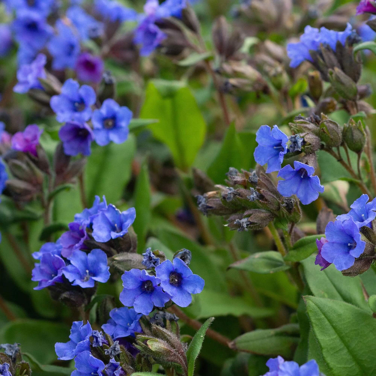 Blue Pulmonaria Lungwort Seeds - Heirloom Flower Garden Seeds for Growing