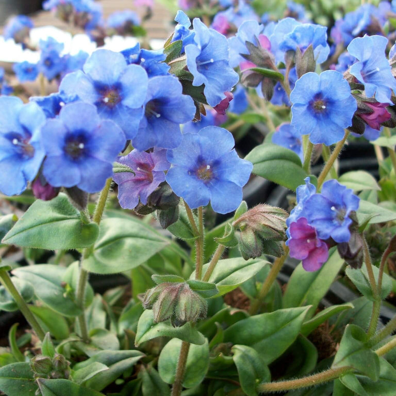 Blue Pulmonaria Lungwort Seeds - Heirloom Flower Garden Seeds for Growing