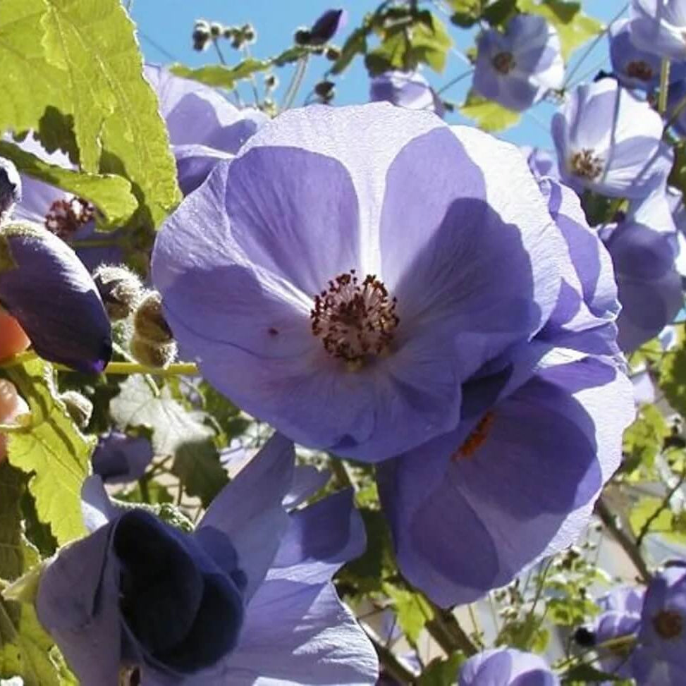Blue Striatum Abutilon Seeds - Heirloom Flower Garden Seeds for Growing