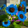 Blue Sunflower Seeds - Heirloom Flower Garden Seeds for Growing