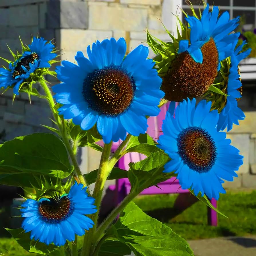 Blue Sunflower Seeds - Heirloom Flower Garden Seeds for Growing