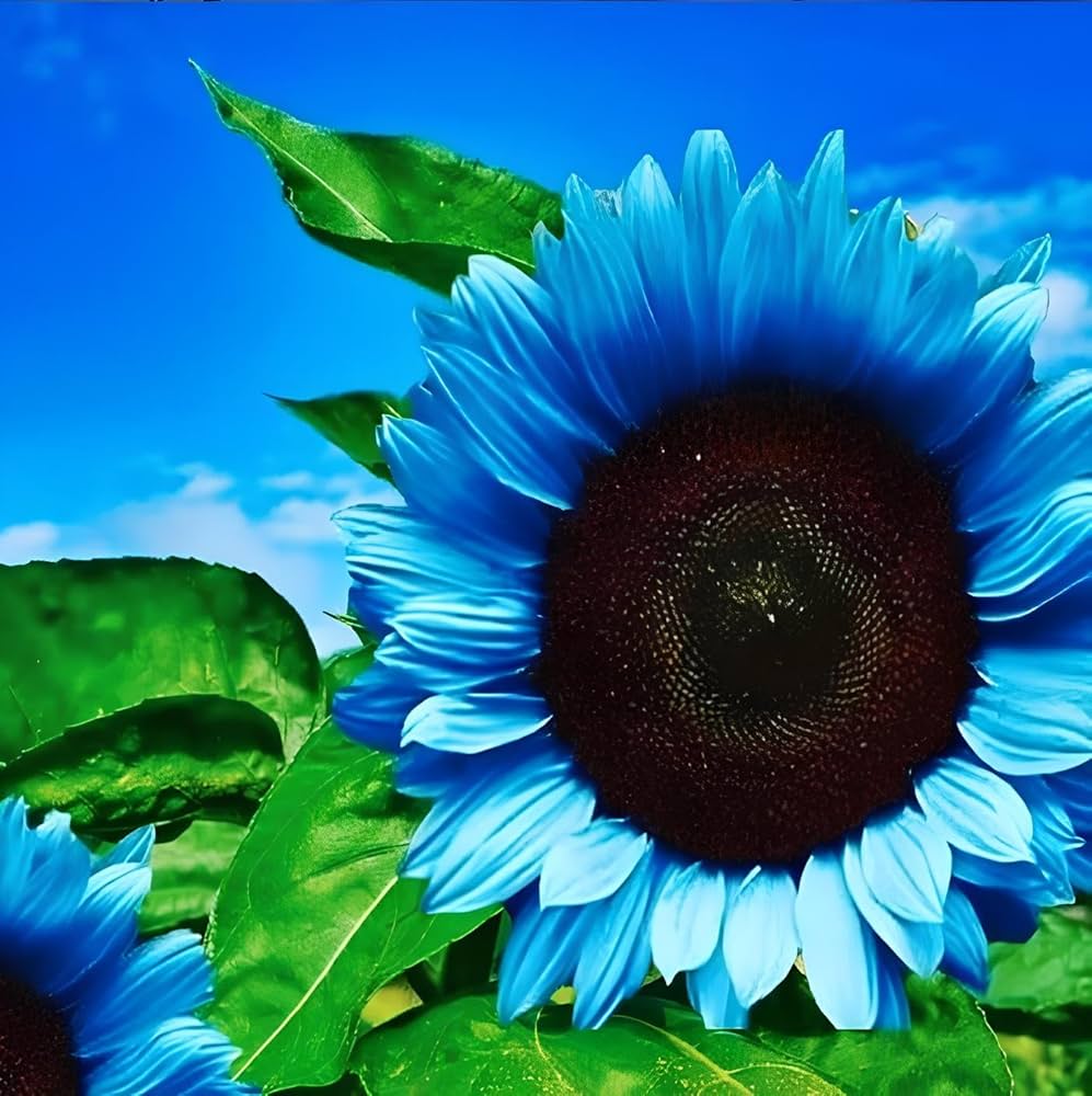 Blue Sunflower Seeds - Heirloom Flower Garden Seeds for Growing