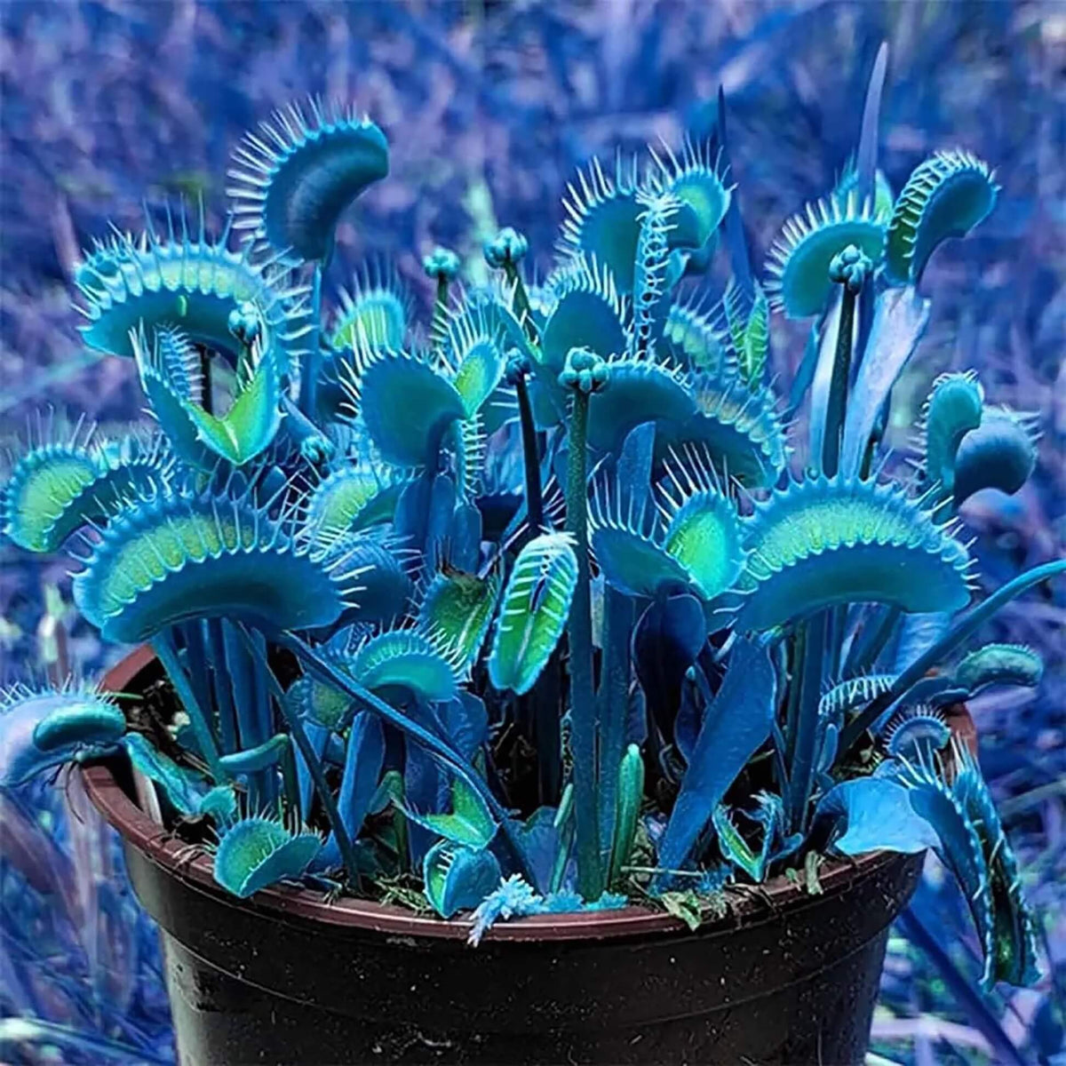 Blue Venus Flytrap Seeds - Heirloom Flower Garden Seeds for Growing