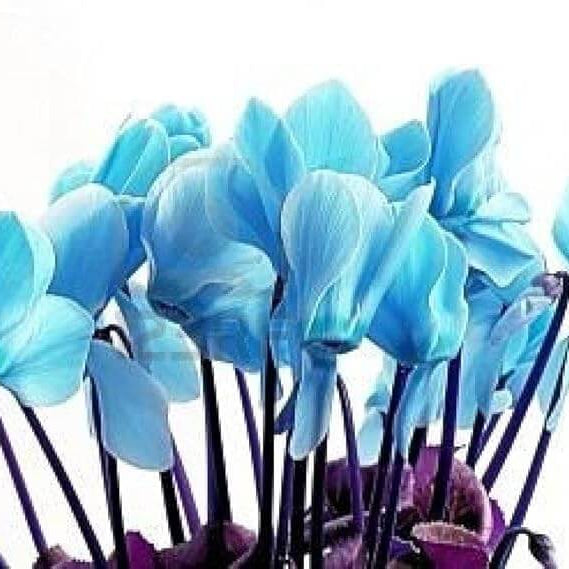 Blue & White Cyclamen Seeds - Heirloom Flower Garden Seeds for Growing