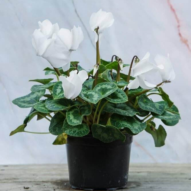 Blue & White Cyclamen Seeds - Heirloom Flower Garden Seeds for Growing