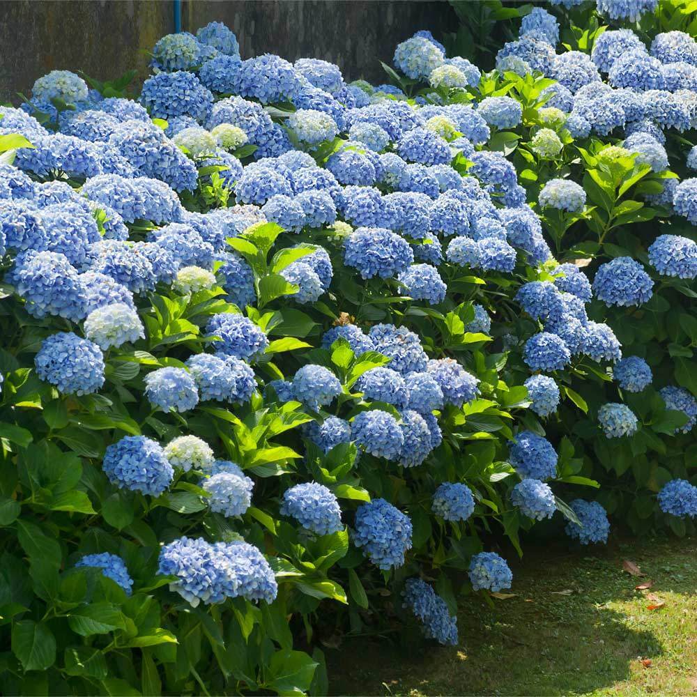 Blue White Hydrangea Seeds - Heirloom Flower Garden Seeds for Growing