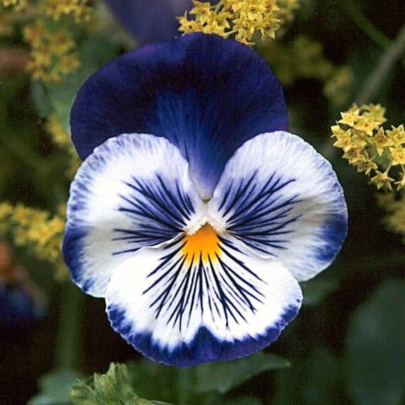 Blue & White Pansy Seeds - Heirloom Flower Garden Seeds for Growing