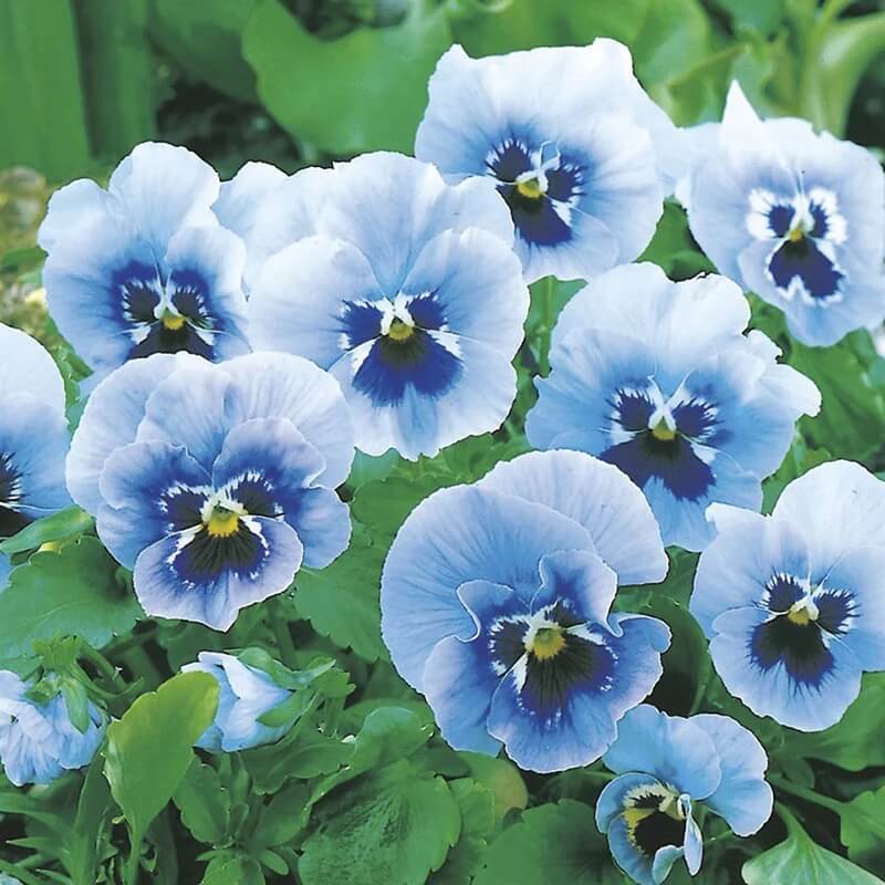 Blue & White Pansy Seeds - Heirloom Flower Garden Seeds for Growing