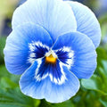 Blue & White Pansy Seeds - Heirloom Flower Garden Seeds for Growing