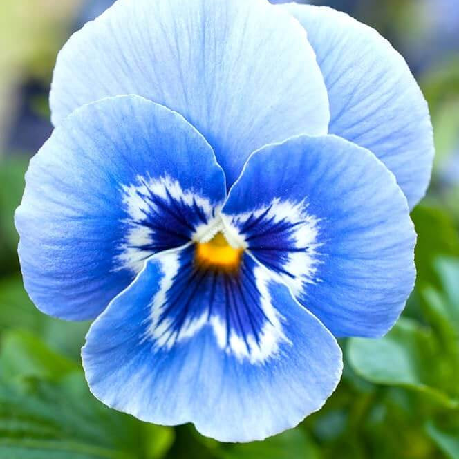 Blue & White Pansy Seeds - Heirloom Flower Garden Seeds for Growing