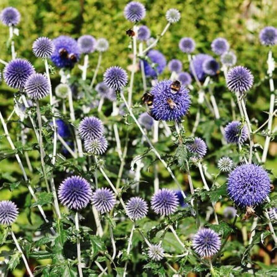 Blue  Wildflower Globe Thistle Seeds - Heirloom Flower Garden Seeds for Growing