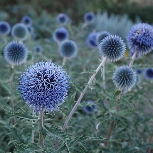 Blue  Wildflower Globe Thistle Seeds - Heirloom Flower Garden Seeds for Growing
