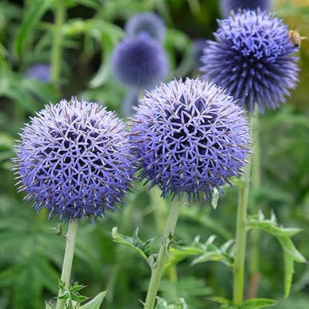 Blue  Wildflower Globe Thistle Seeds - Heirloom Flower Garden Seeds for Growing