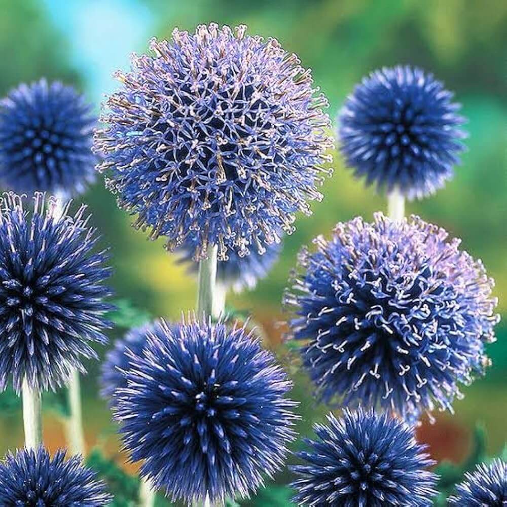 Blue  Wildflower Globe Thistle Seeds - Heirloom Flower Garden Seeds for Growing