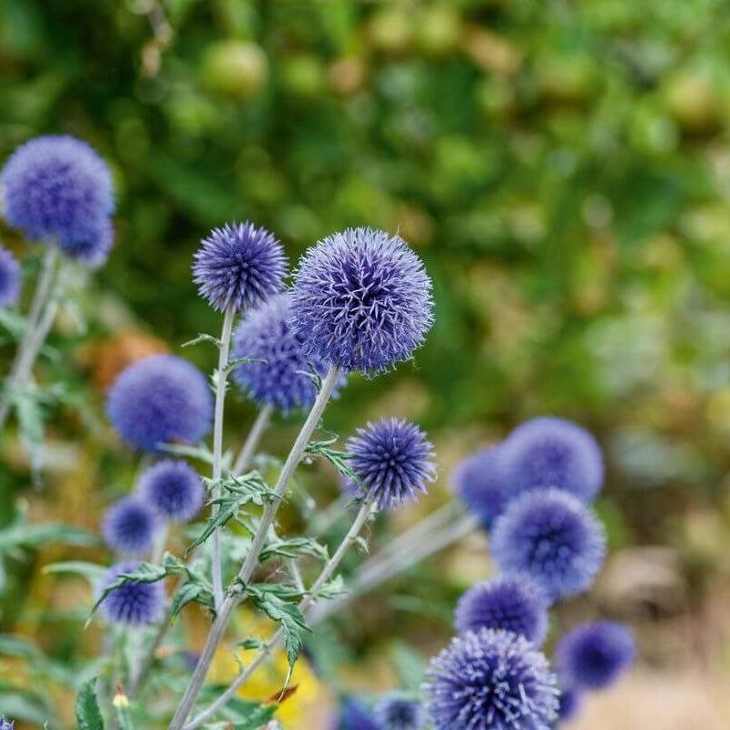Blue  Wildflower Globe Thistle Seeds - Heirloom Flower Garden Seeds for Growing