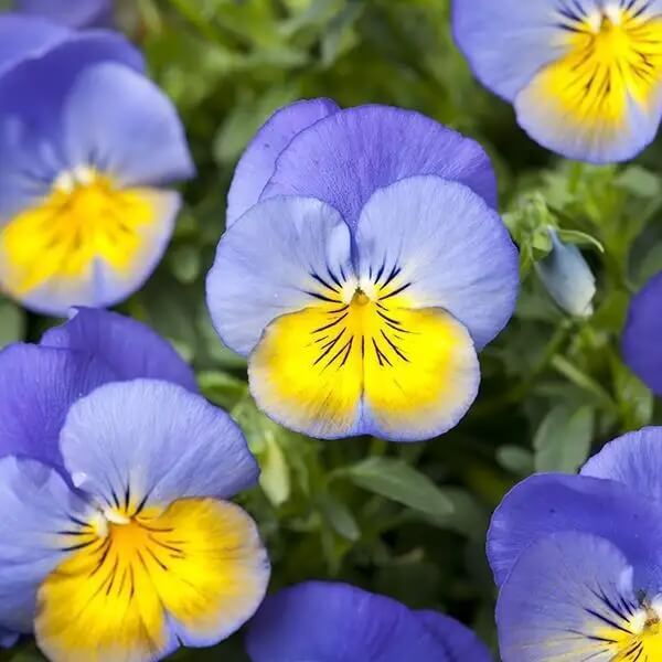 Blue Yellow Pansy Seeds - Heirloom Flower Garden Seeds for Growing