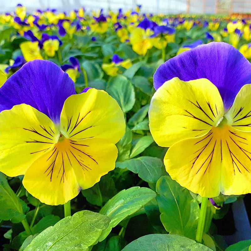 Blue Yellow Pansy Seeds - Heirloom Flower Garden Seeds for Growing