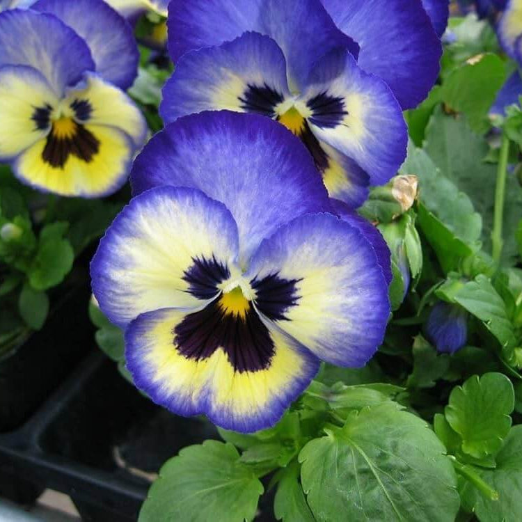 Blue Yellow Pansy Seeds - Heirloom Flower Garden Seeds for Growing