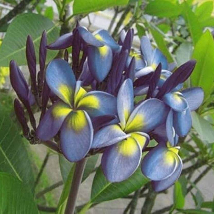 Blue & Yellow Plumeria Seeds - Heirloom Flower Garden Seeds for Growing